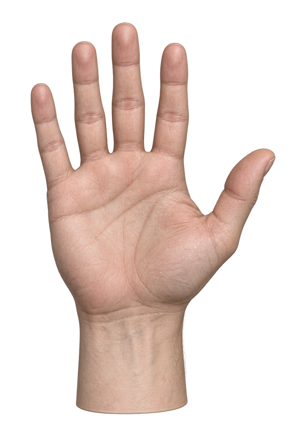 Independent hand reference generated for Meshy; concept image, not the model