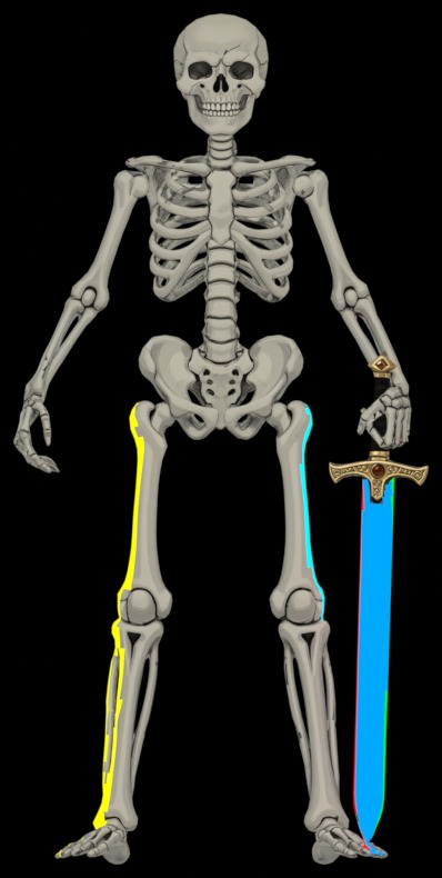 The skeleton mesh with its longest components colour-coded